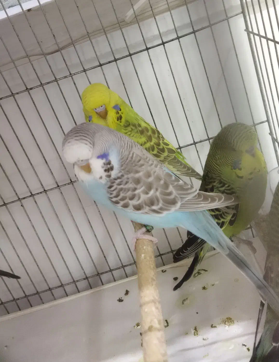 مرغ‌عشق‌‌ ‌انگلیسی|پرنده|قم, حنیف نژاد|دیوار