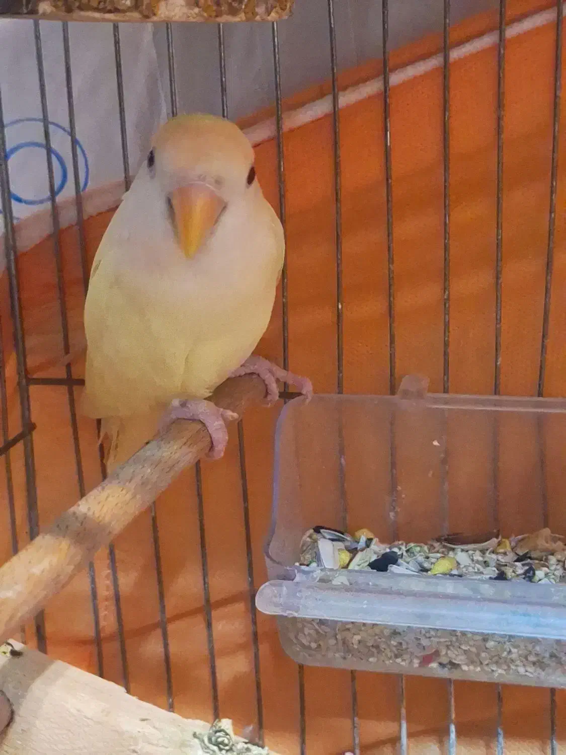 طوطی برزیلی کرمینو|پرنده|ارومیه, |دیوار