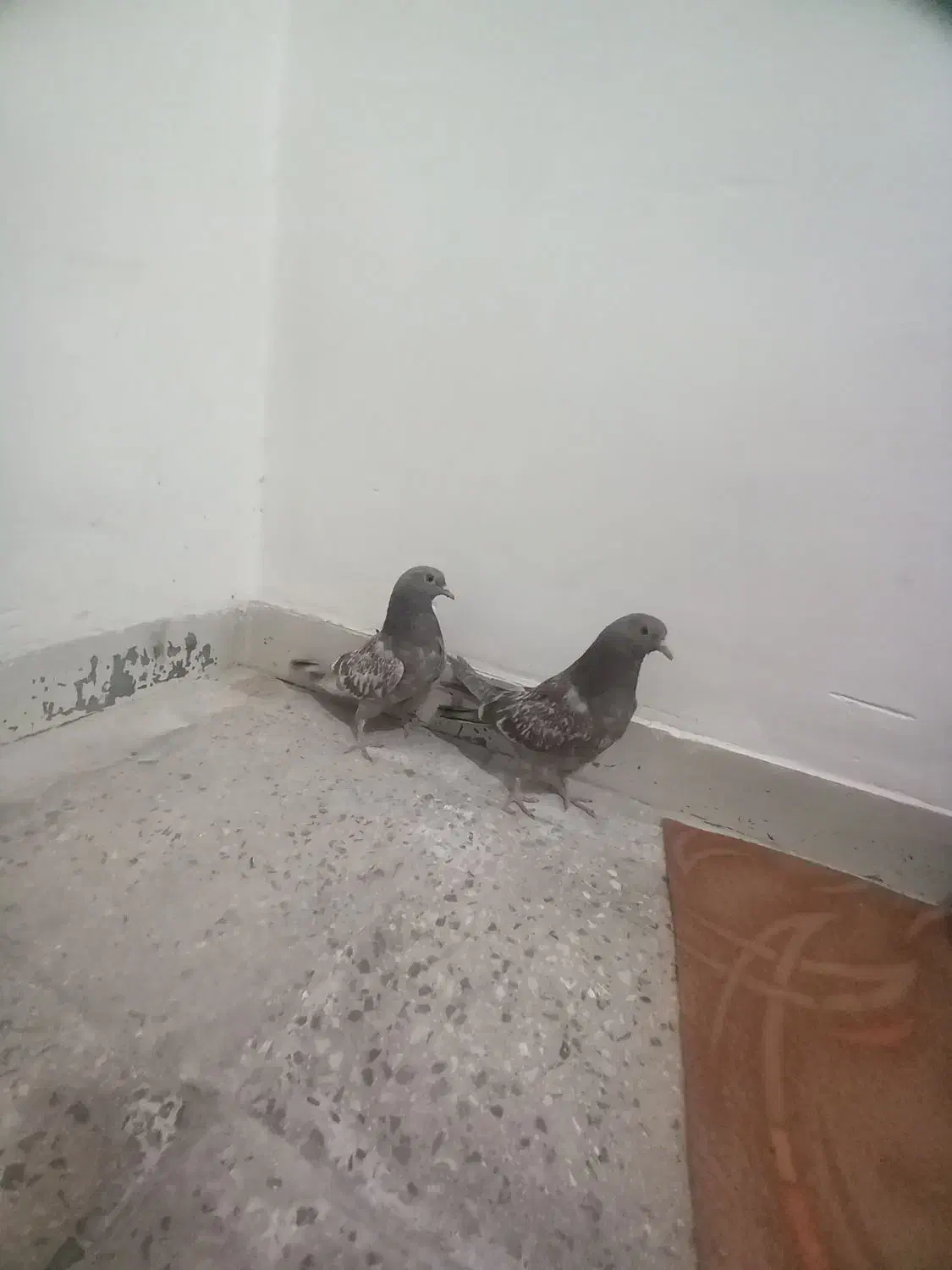 جوجه کناری تر سنجابی .|پرنده|اصفهان, حصه جنوبی|دیوار