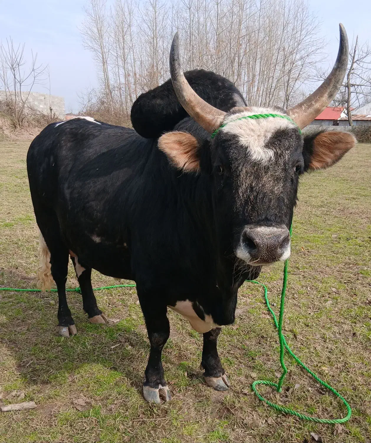 ورزا چالوسی بشرط ج پلمپ|حیوانات مزرعه|سنگر, |دیوار