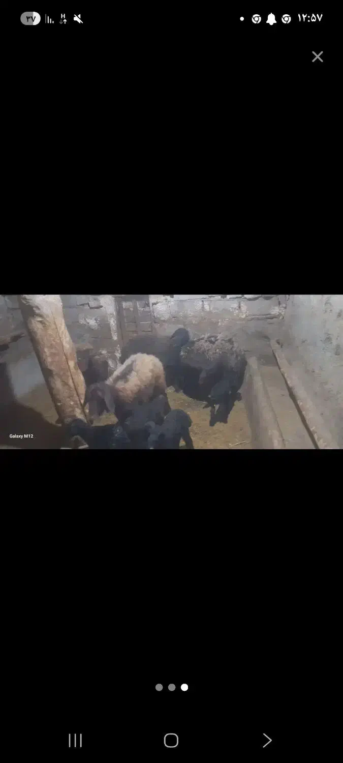 ماهنشان جاده گنده|حیوانات مزرعه|ماهنشان, |دیوار