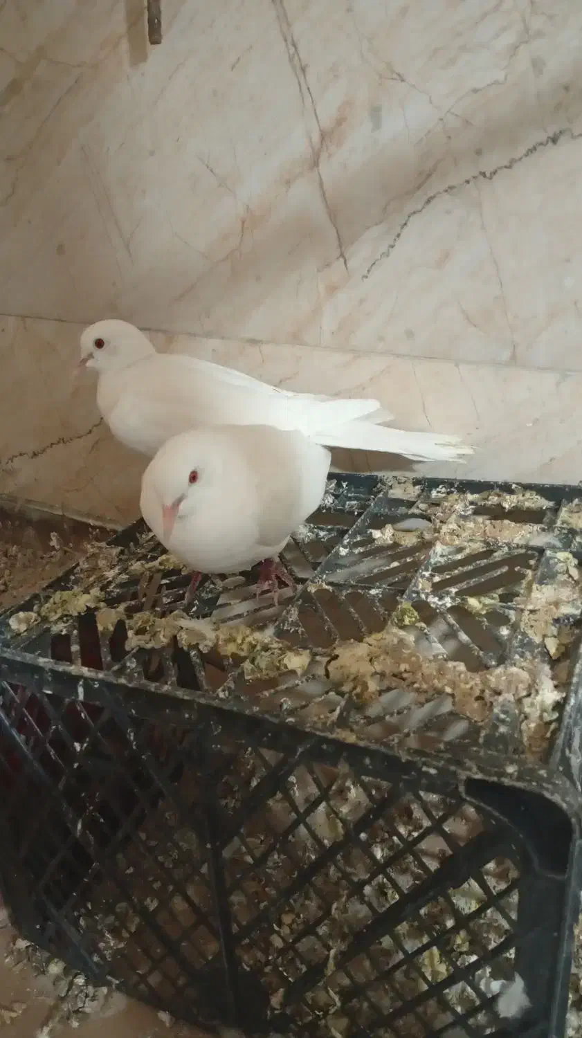 کبوتر خانگی|پرنده|خاش, |دیوار