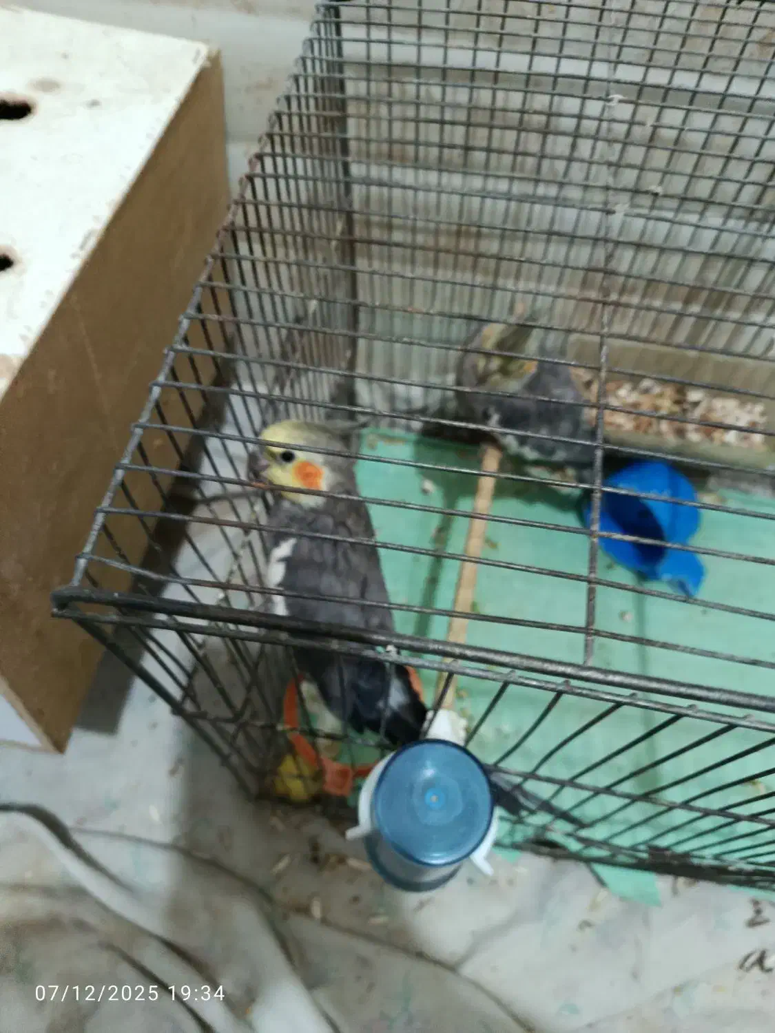 دو تا نر بالغ|پرنده|کازرون, |دیوار