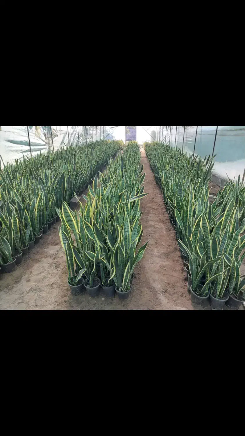 گل سانسوریا ابلق|گل و گیاه طبیعی|قائمشهر, |دیوار