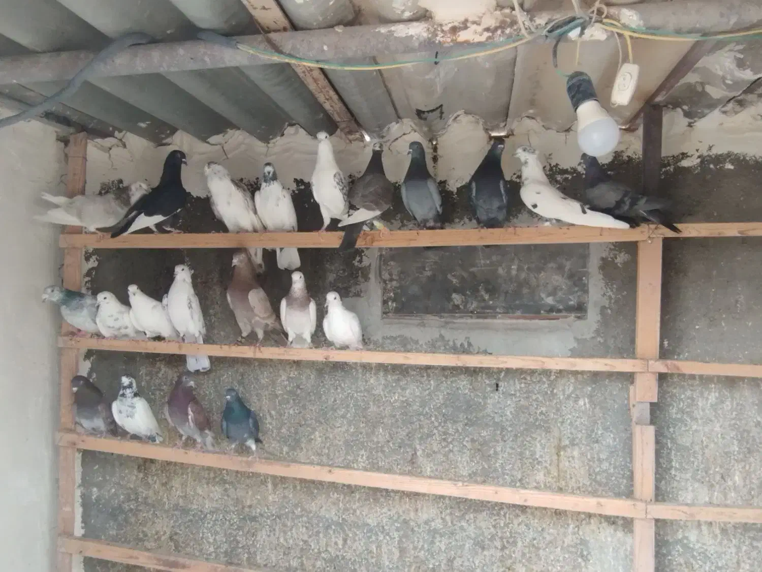 یجایی دونه ای 200|پرنده|وحیدیه, |دیوار