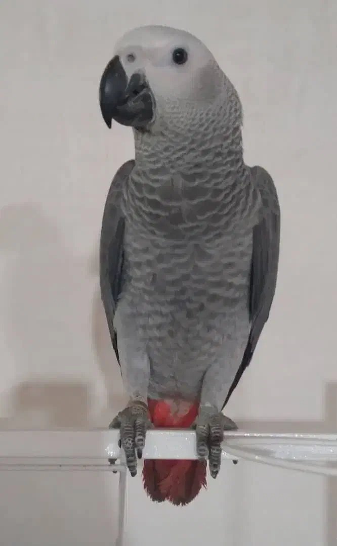 کاسکو دم قرمز  ۴ساله|پرنده|تنکابن, |دیوار