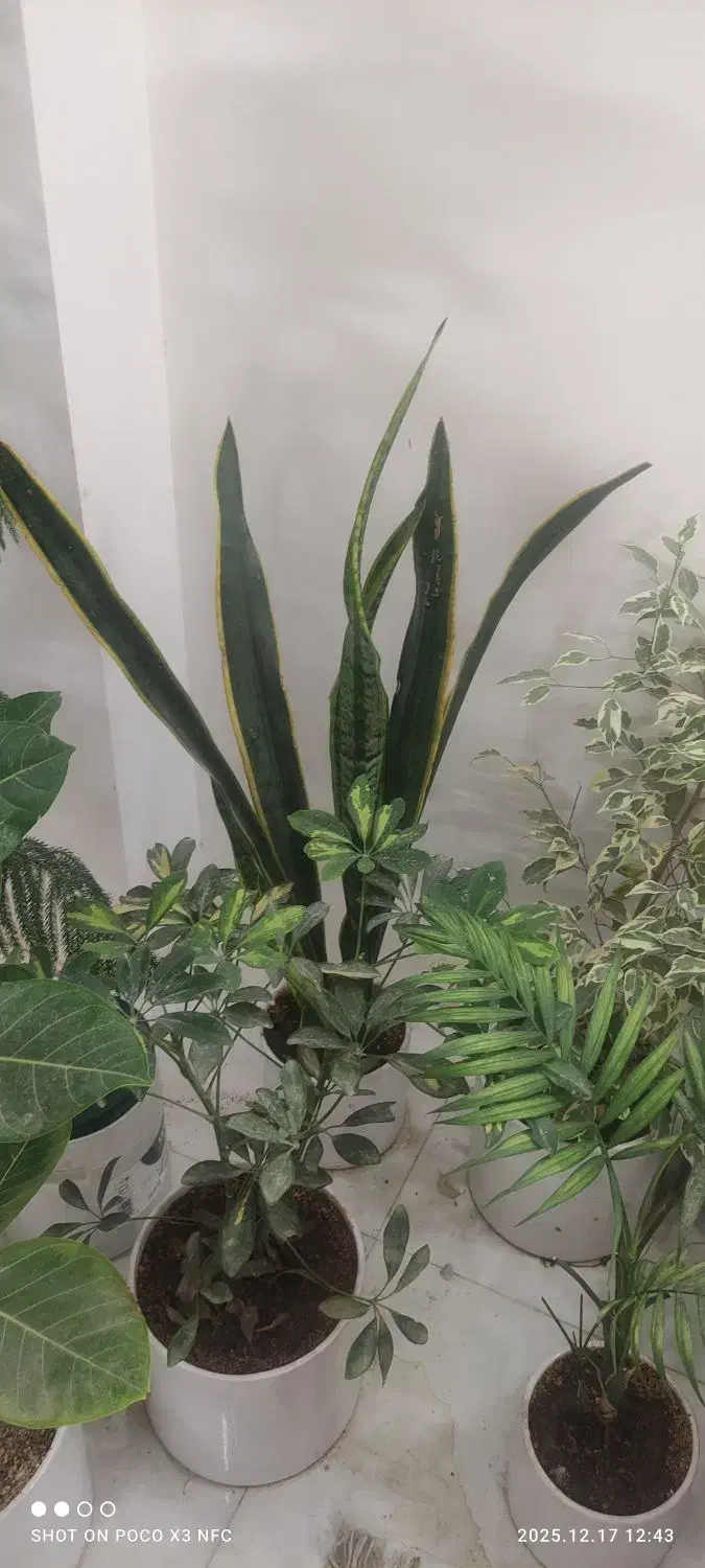 گل وگلدان|گل و گیاه طبیعی|مشهد, نظام دوست|دیوار