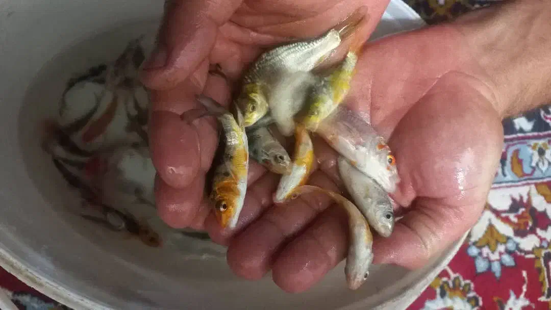 ماهی کوی|ماهی|سنگر, |دیوار