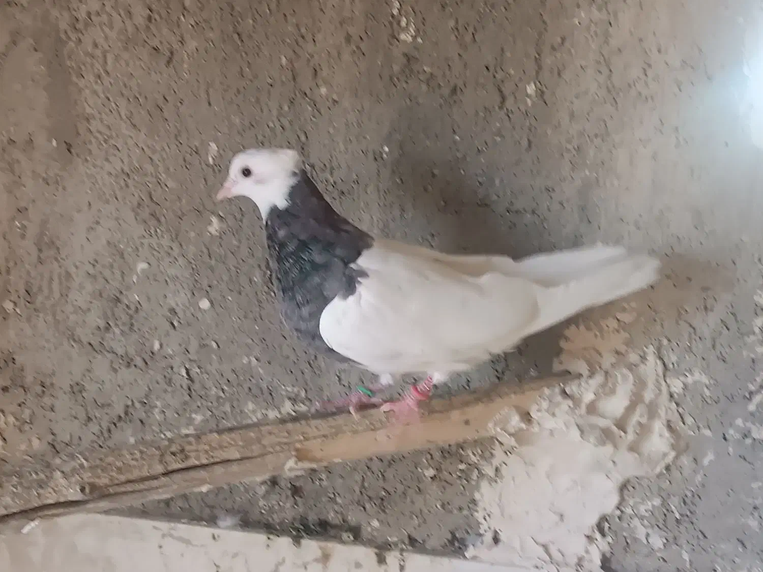 کبوتر|پرنده|کنگاور, |دیوار