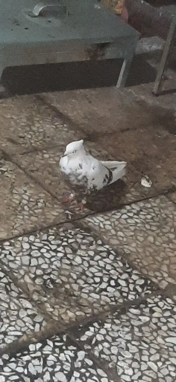 دوتا دم قهوه ای پرشتی جونه|پرنده|پلدختر, |دیوار