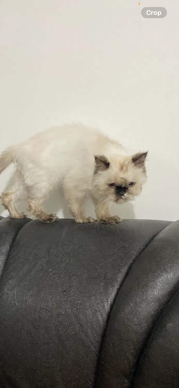 گربه هیمالین|گربه|اردبیل, |دیوار