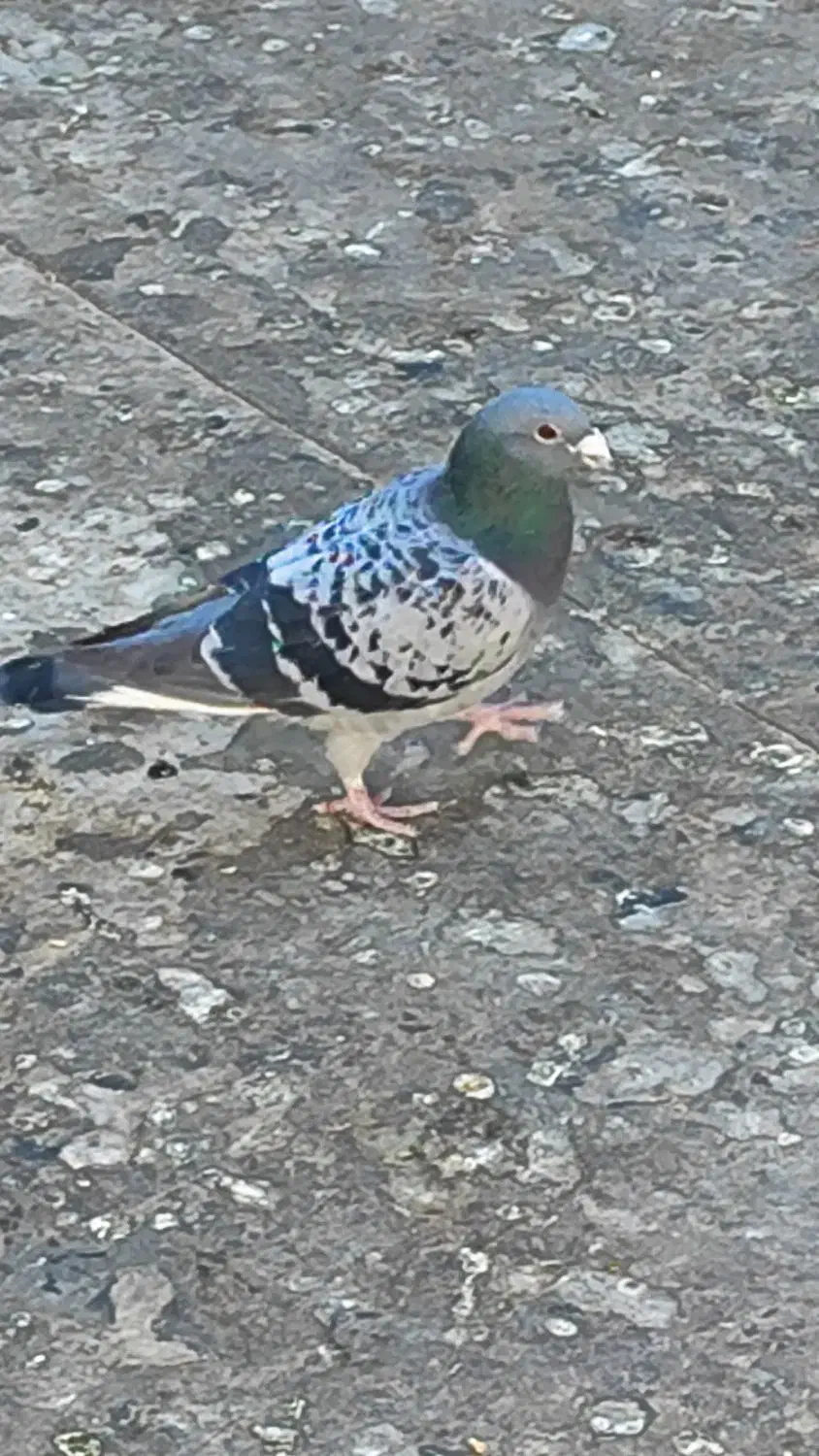 کبوتر سوسنی نر|پرنده|شاهینشهر, شهرک پردیس|دیوار