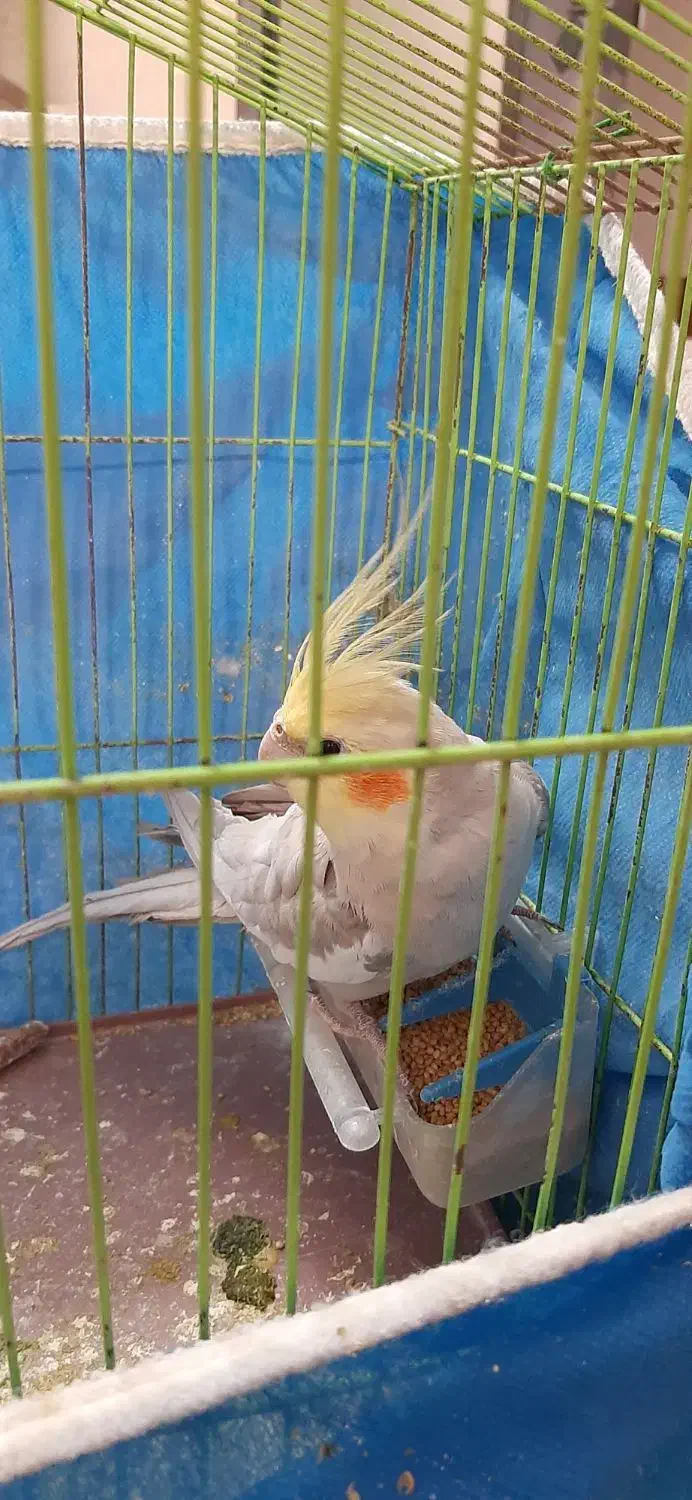 عروس هلندی نر|پرنده|شاهینشهر, عطار|دیوار