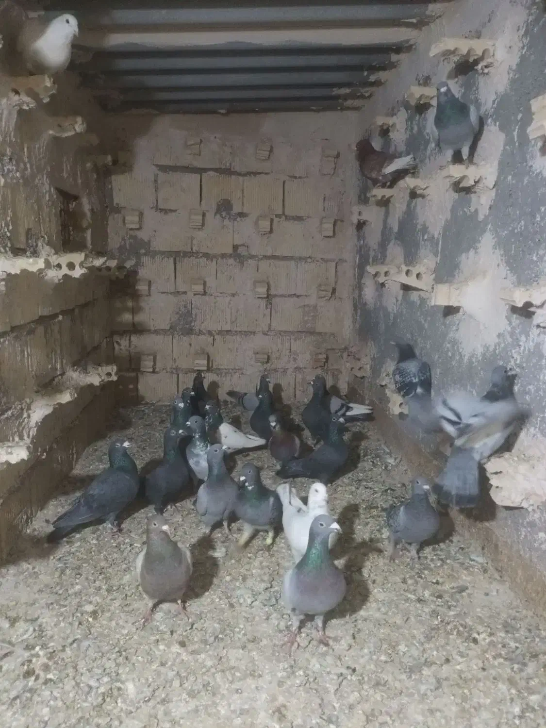 کفترالمانی|پرنده|مشهد, رده|دیوار