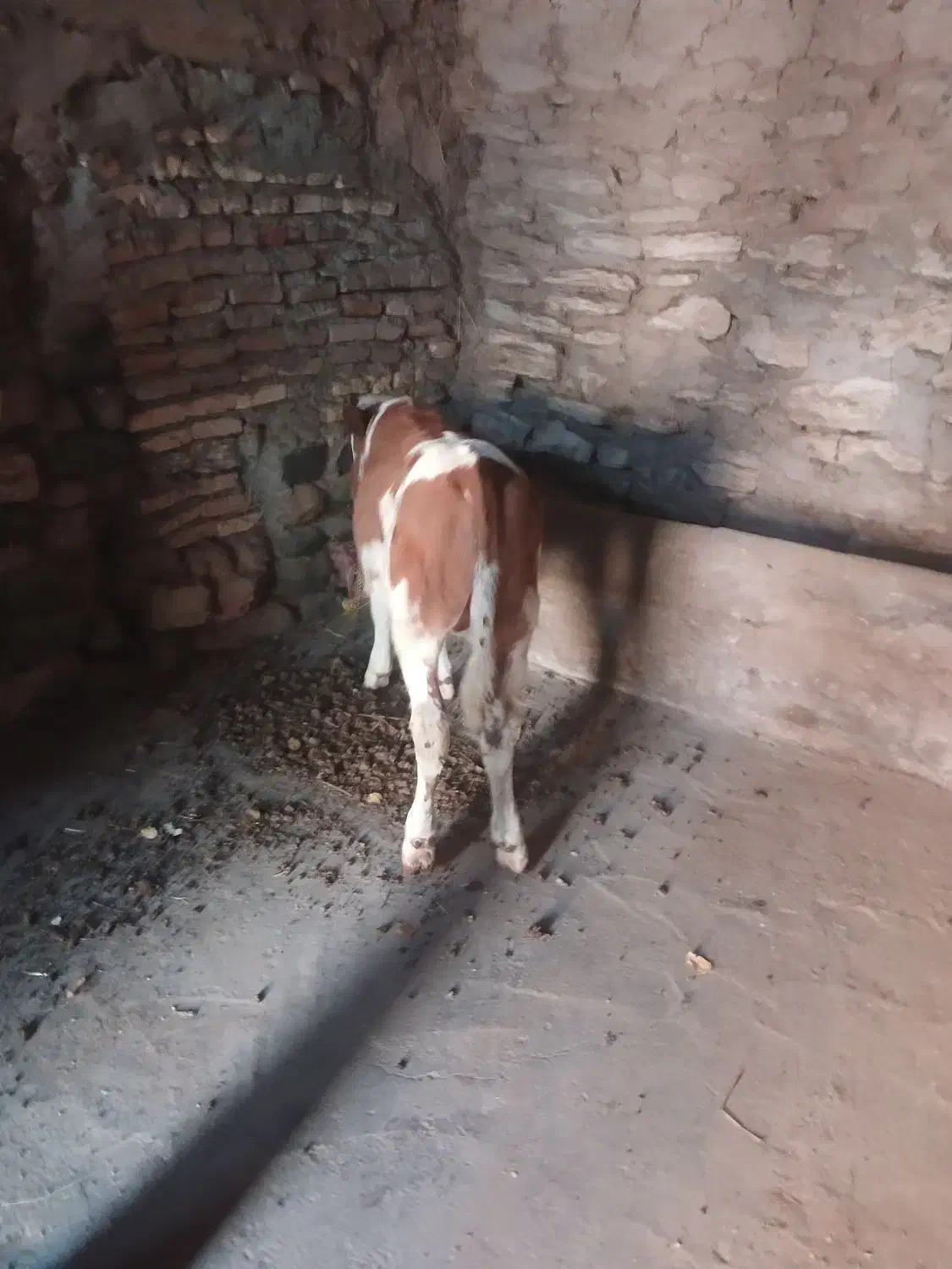 گوساله نر سیمینتال قرمز جنس درجه یک|حیوانات مزرعه|مهربان, |دیوار