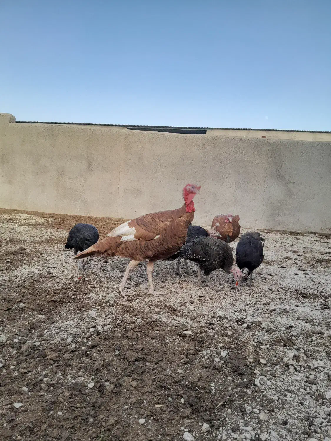 بوقلمون محلی و بوربون|حیوانات مزرعه|درگزین, |دیوار