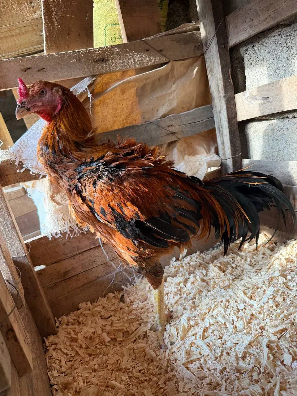 خروس لاری|حیوانات مزرعه|رامیان, |دیوار