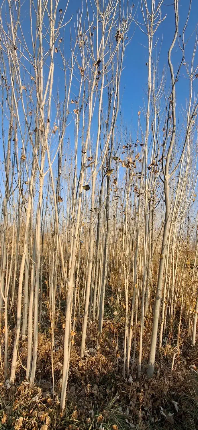 صنوبر|خدمات باغبانی و درختکاری|سلماس, |دیوار