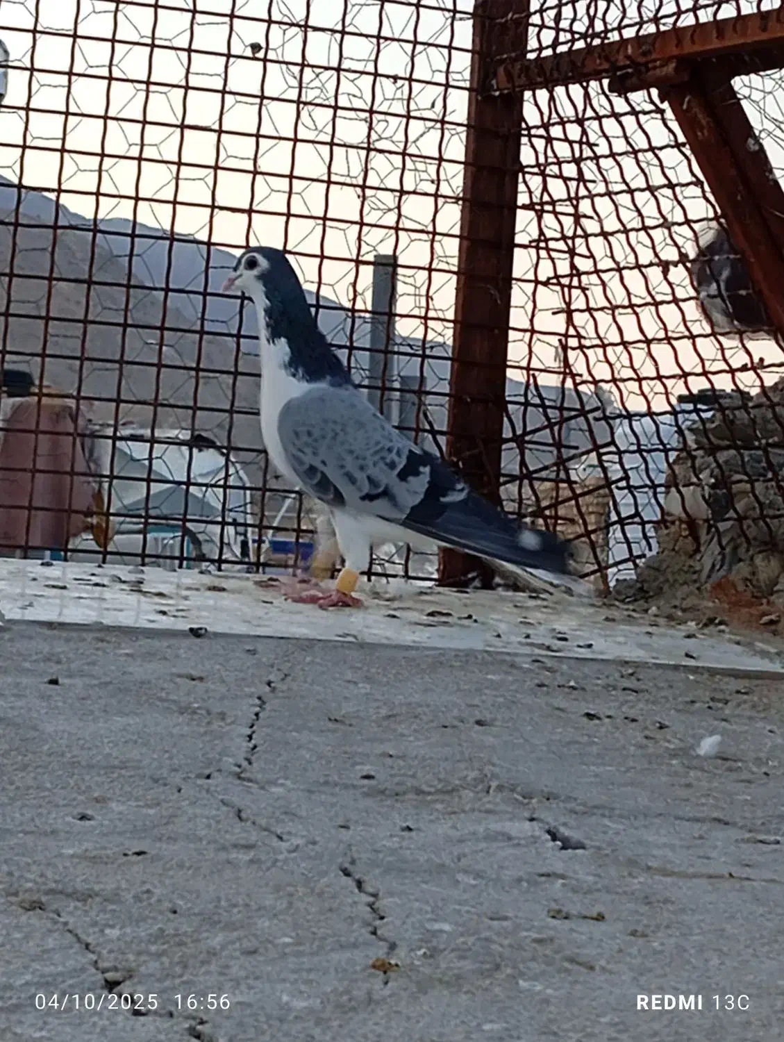بدرنگ سبز و سینه تافته ای نر|پرنده|شیراز, میانرود|دیوار