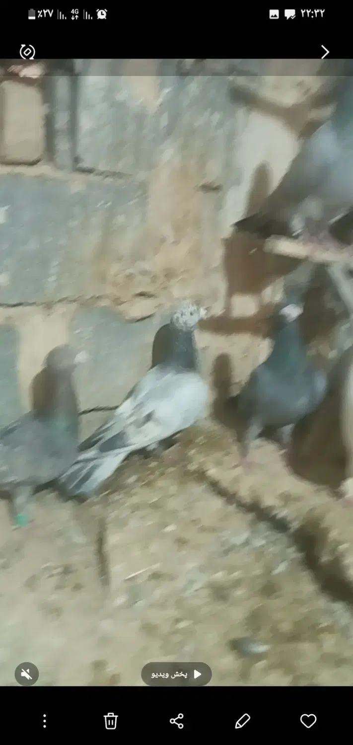 ۵تانر|پرنده|شیروان (خراسان), |دیوار