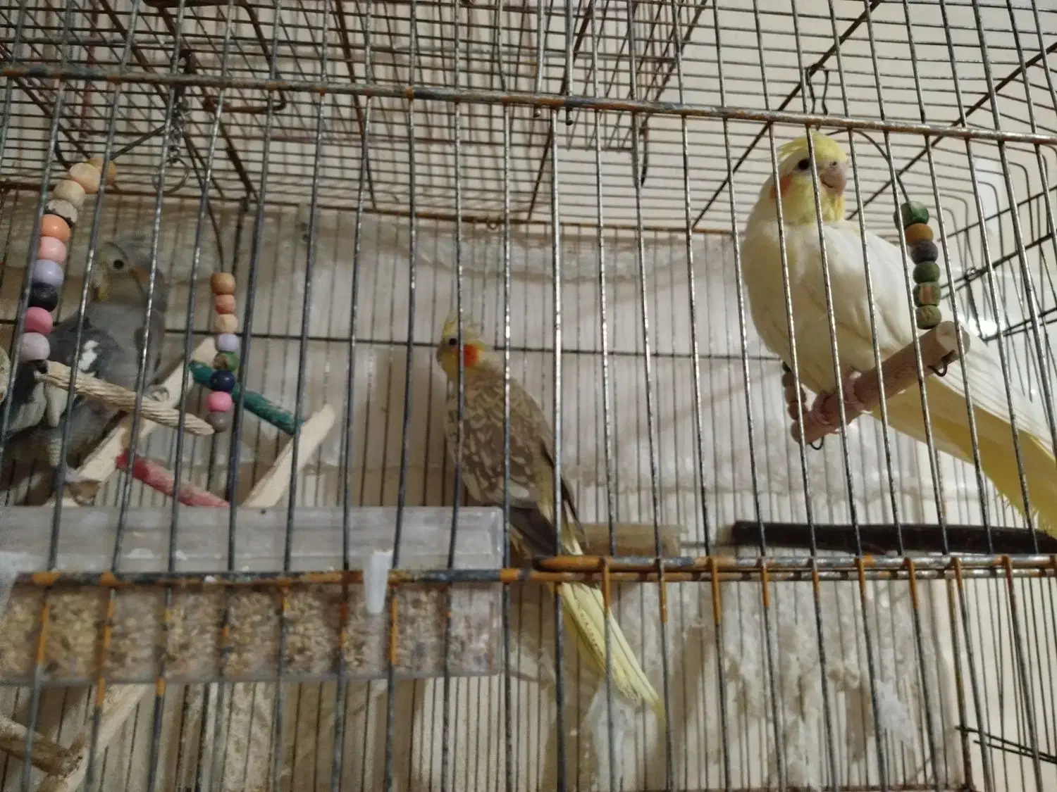 عروس هلندی|پرنده|رشت, نخودچر|دیوار