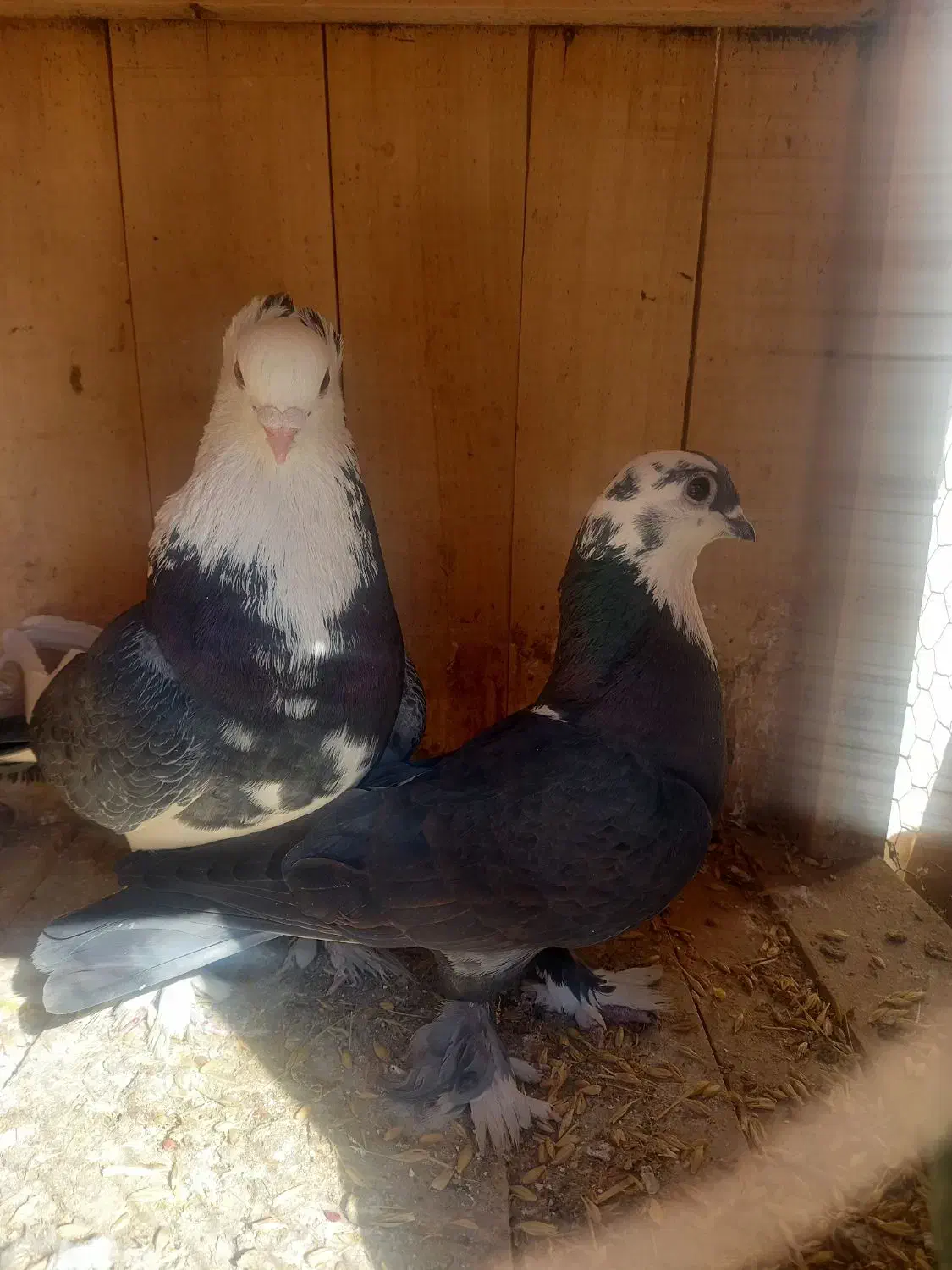 کفتر|پرنده|قم, باغ کرباسی|دیوار