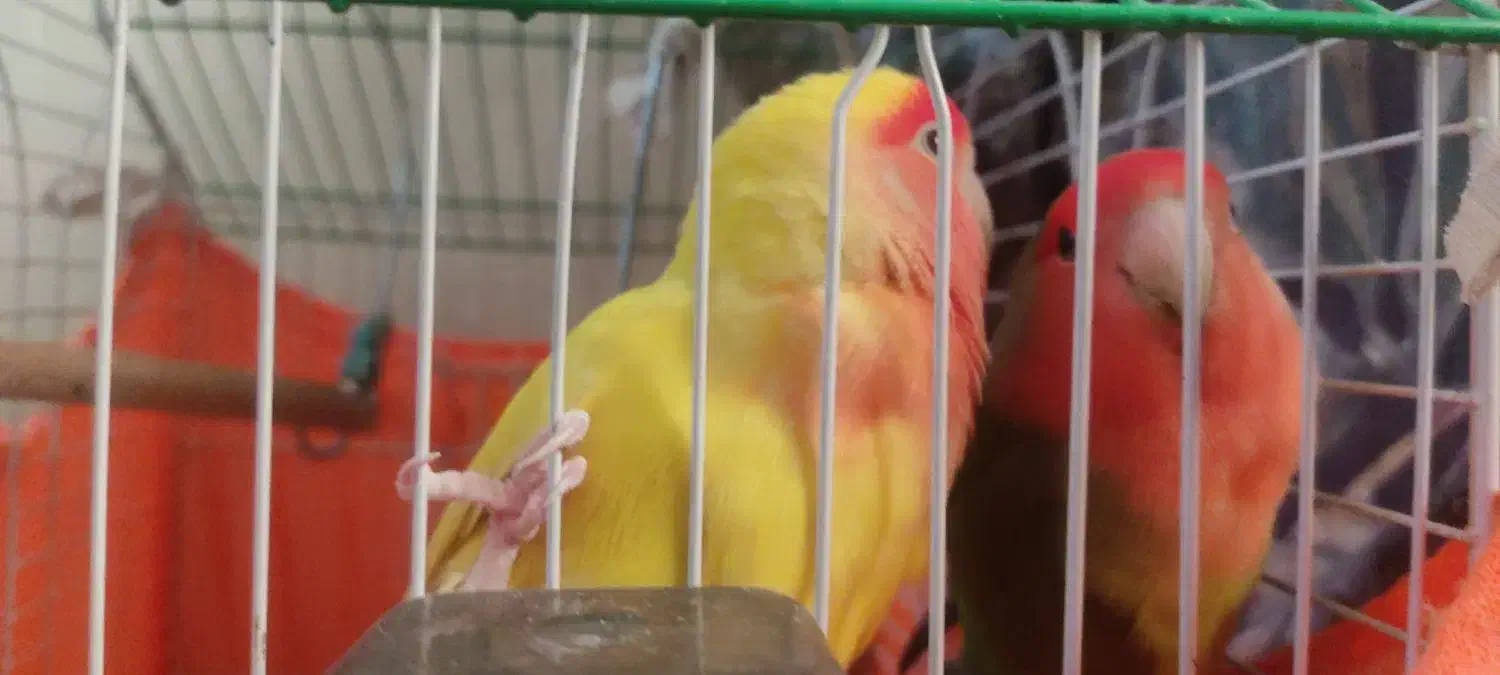 یه جفت طوطی برزیلی|پرنده|تهران, شهرک صادقیه|دیوار