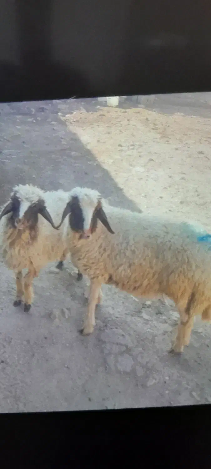 بر ه نر|حیوانات مزرعه|سرپل ذهاب, |دیوار