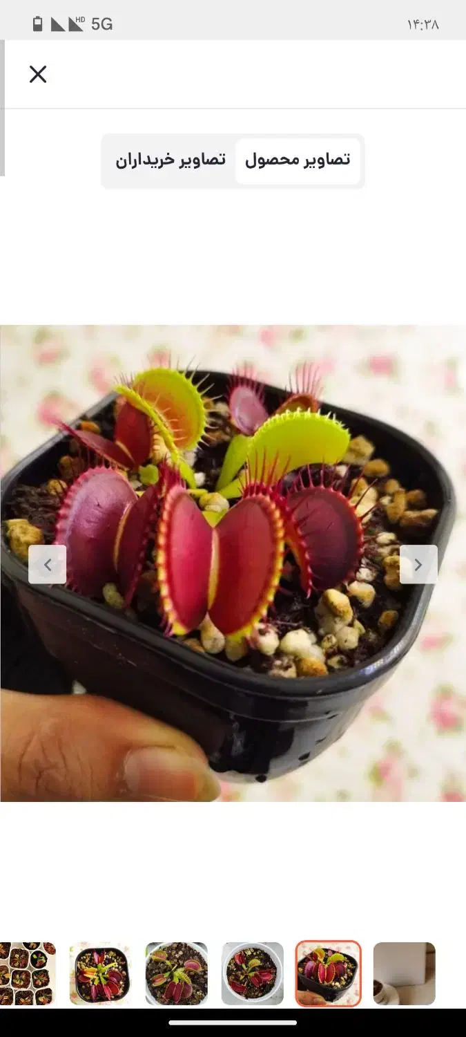 گیاه حشره خوار ونوس|گل و گیاه طبیعی|نیشابور, شهرک اندیشه|دیوار