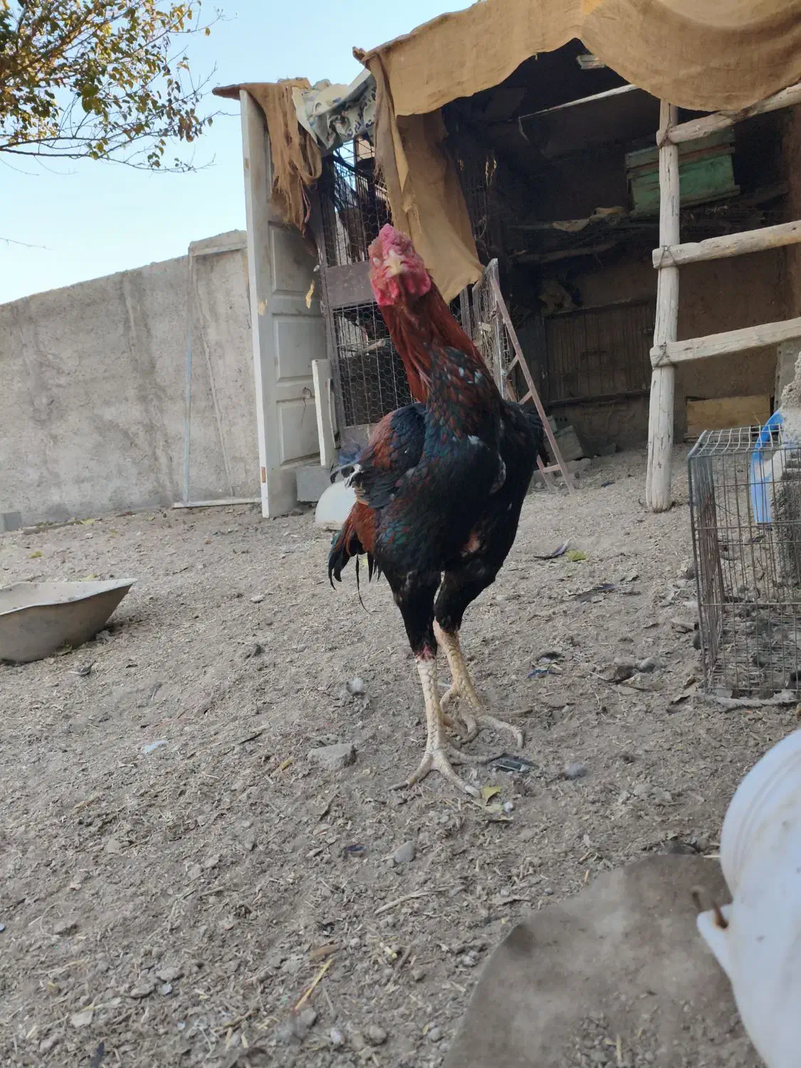 خروس لاری نژاد دار|حیوانات مزرعه|ری, فیروزآباد|دیوار