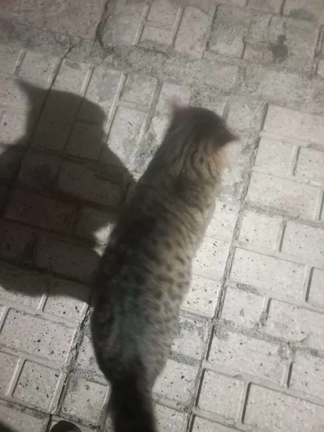 گربه جفت چشماش کوره|گربه|چناران, |دیوار
