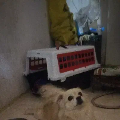 سگ پامر|سگ|سرپل ذهاب, |دیوار