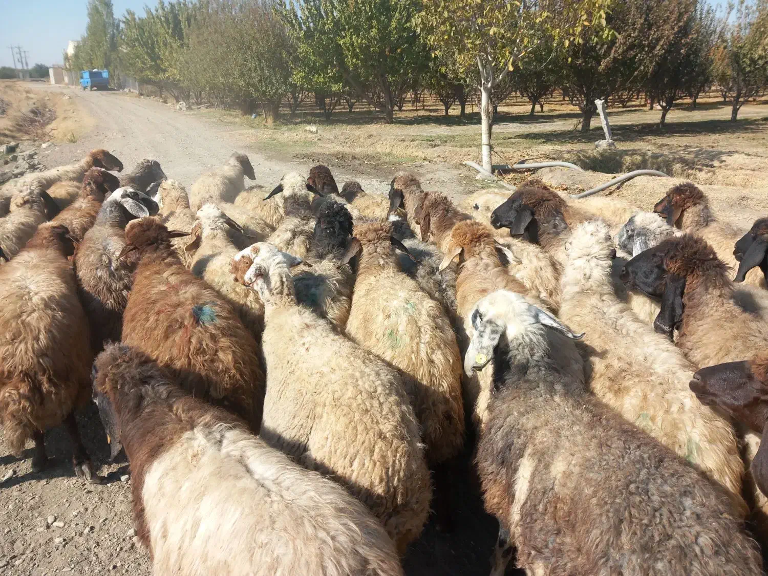 با سلام فروش ۴۵راس میش آبستن سنگین یکشم زاییده|حیوانات مزرعه|محمدبار, |دیوار