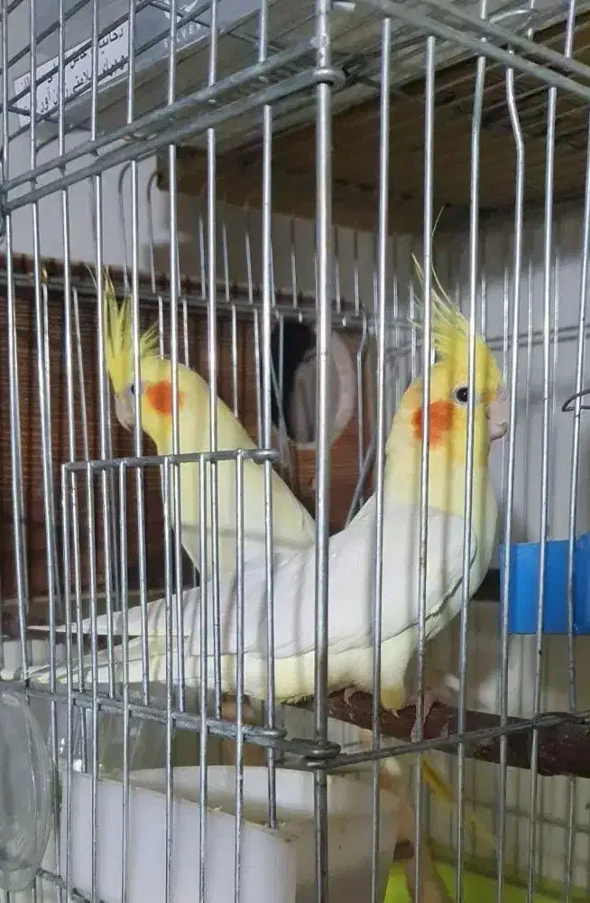 عروس هلندی گمشده|پرنده|هشتگرد, شهرک وحدت|دیوار