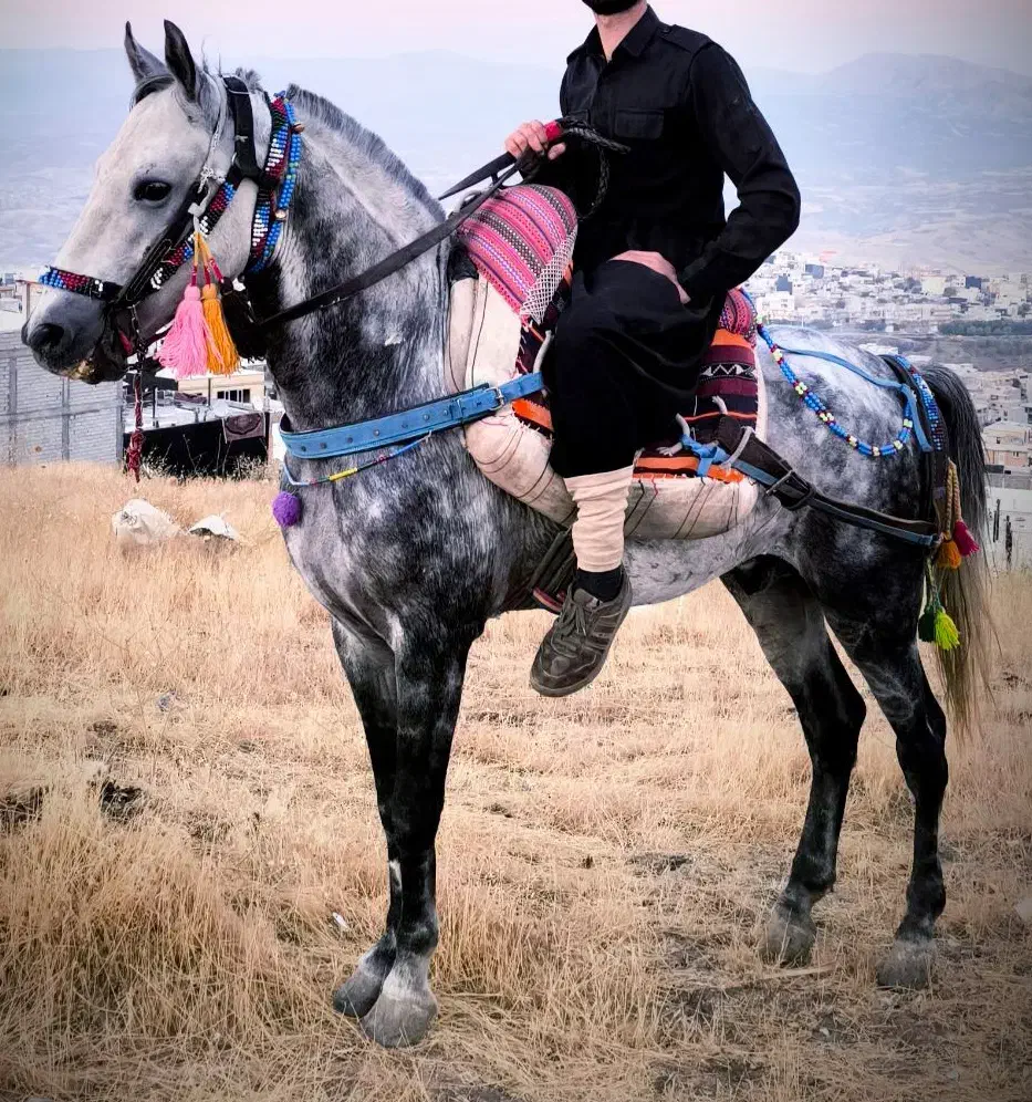 اسب ۵سال یورقه|اسب و تجهیزات اسبسواری|سردشت, |دیوار