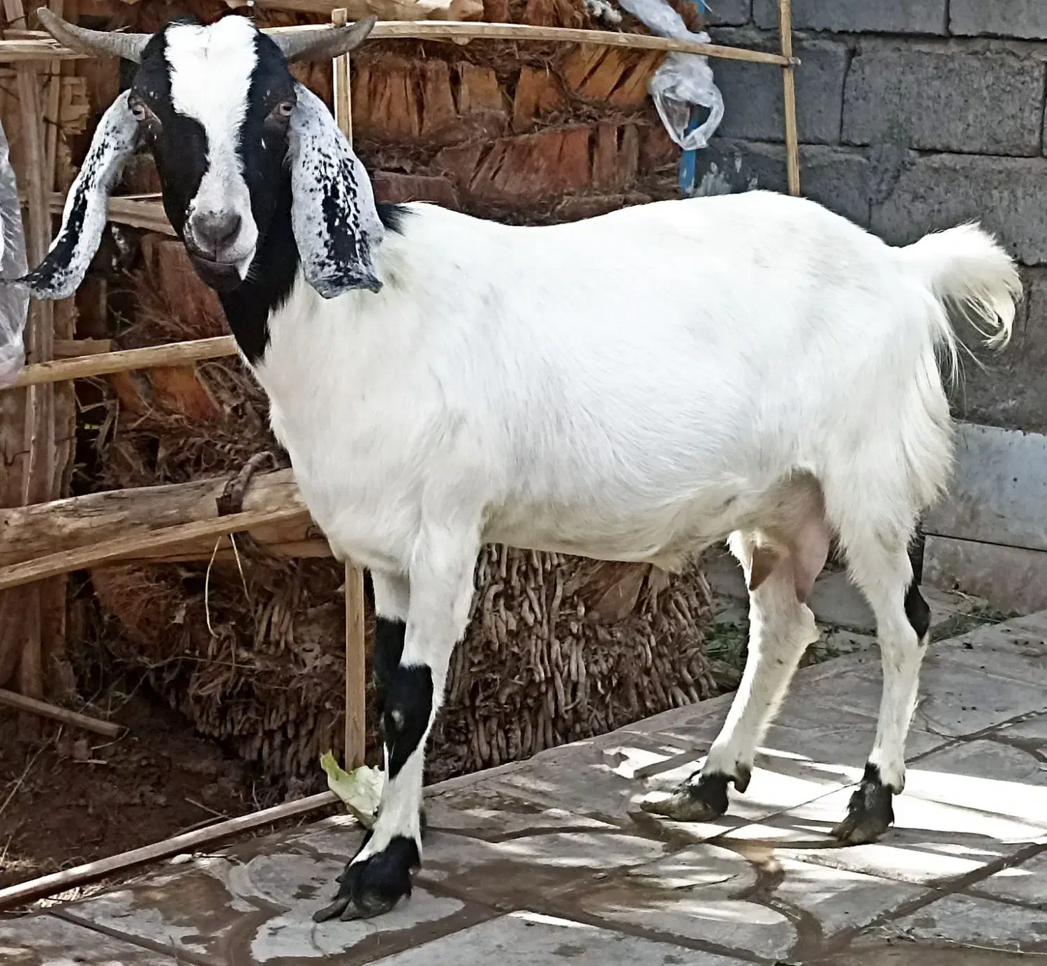 نری|حیوانات مزرعه|بم, |دیوار