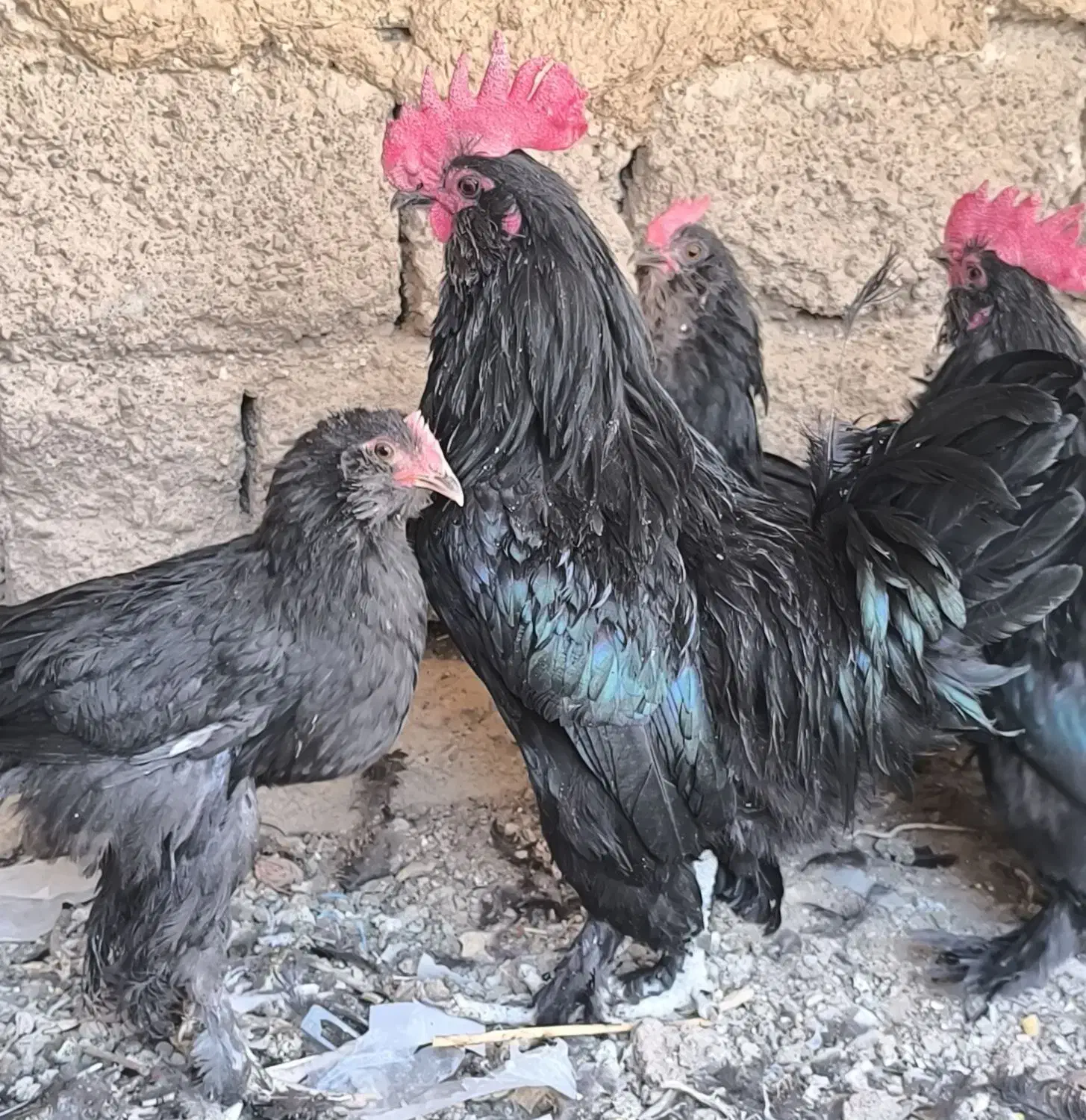 خروس سیاه مرندی اصل|حیوانات مزرعه|مبارکه, |دیوار