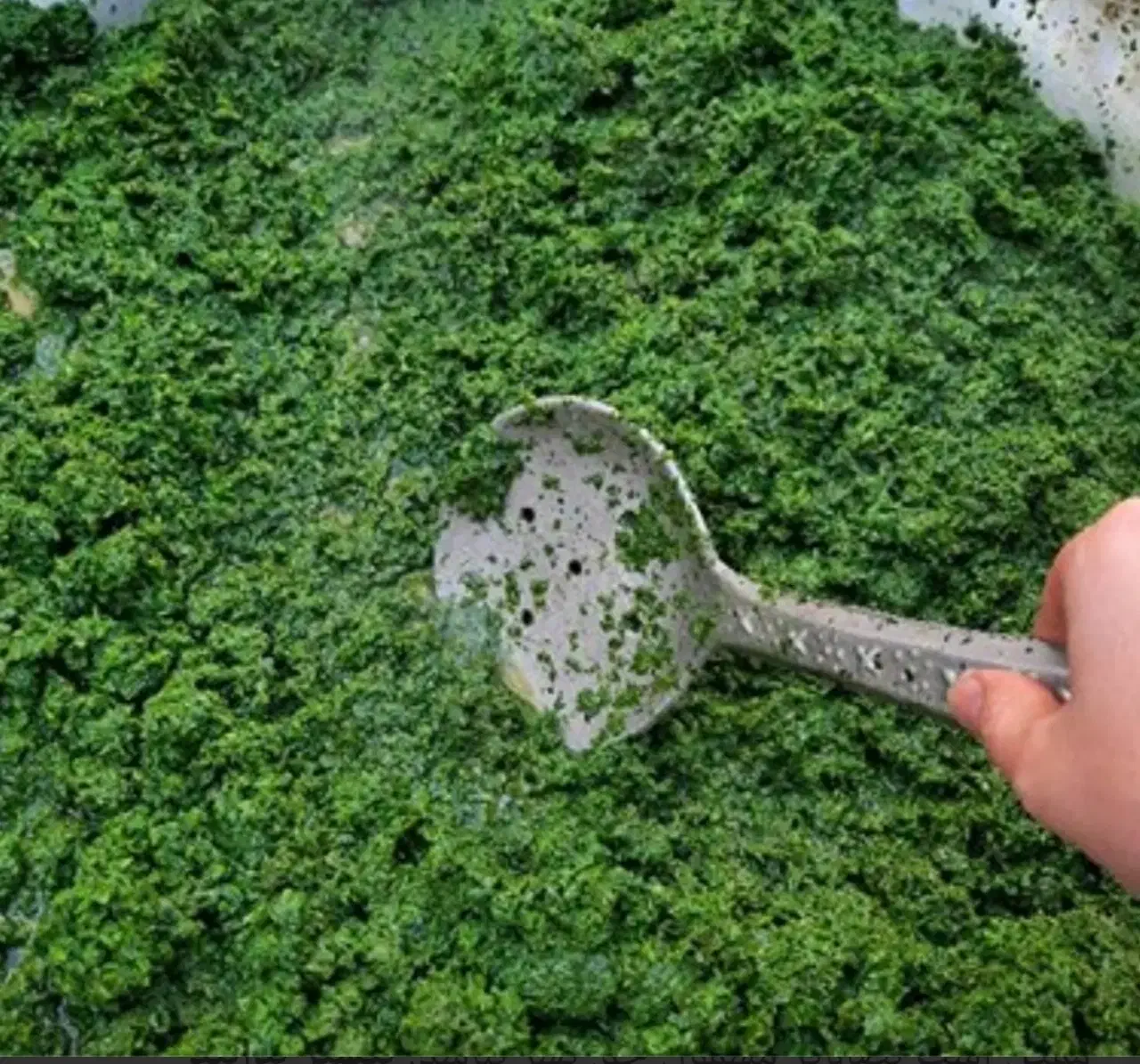 سبزی خوروش تازه|خوردنی و آشامیدنی|داراب, |دیوار