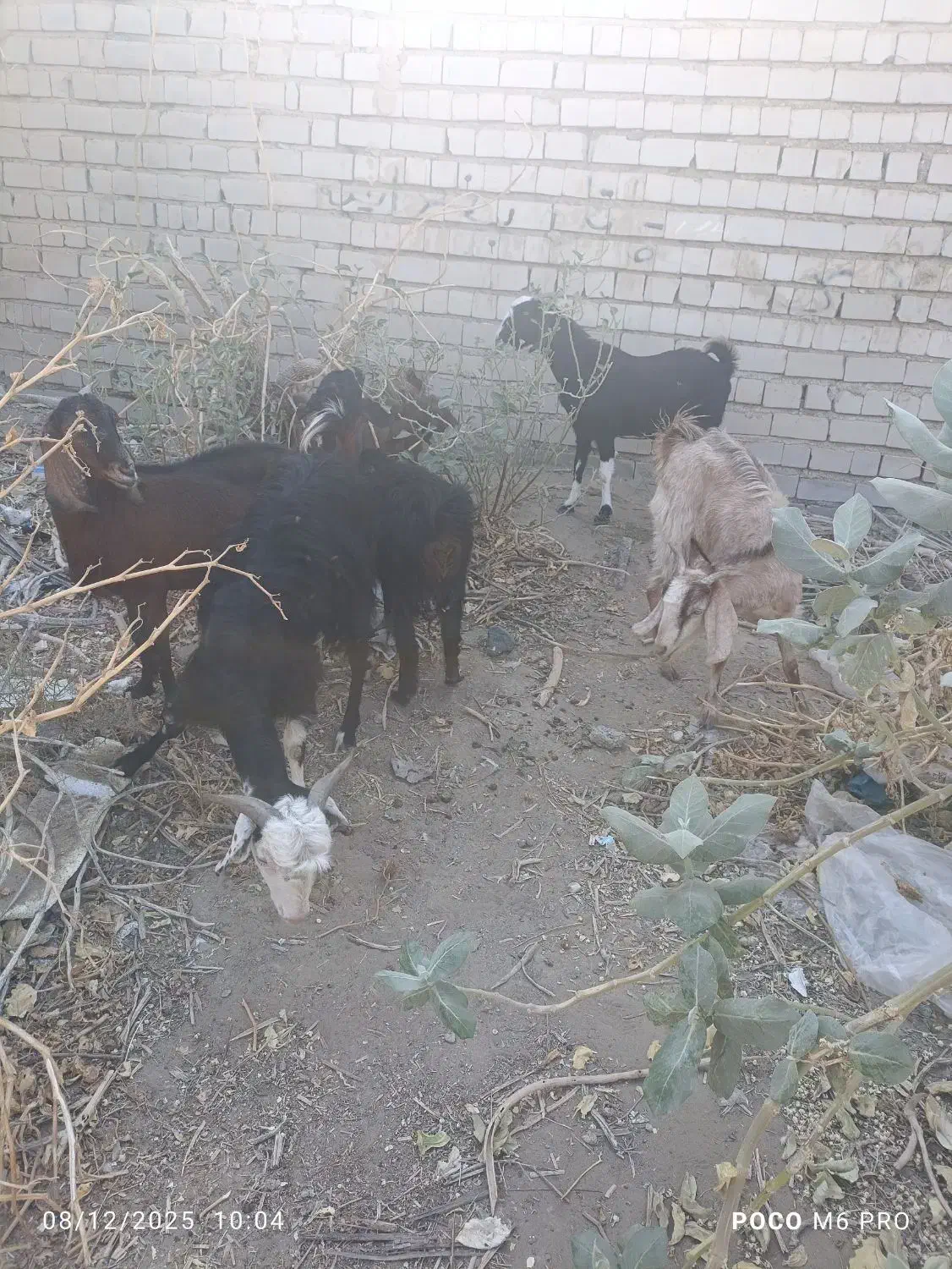 گوسفند نر ماده|حیوانات مزرعه|ایرانشهر, |دیوار