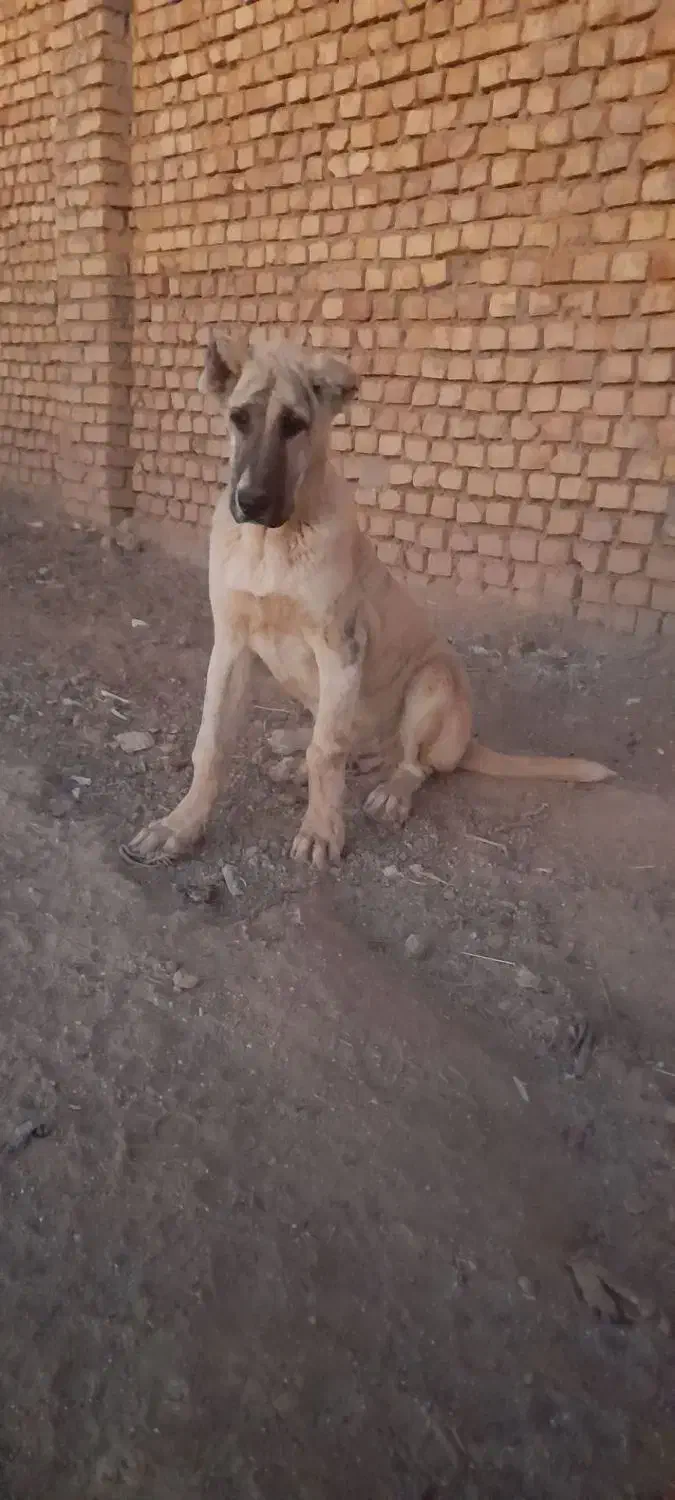 توله اصل خراسانی|سگ|شیراز, شهرک قمشه|دیوار