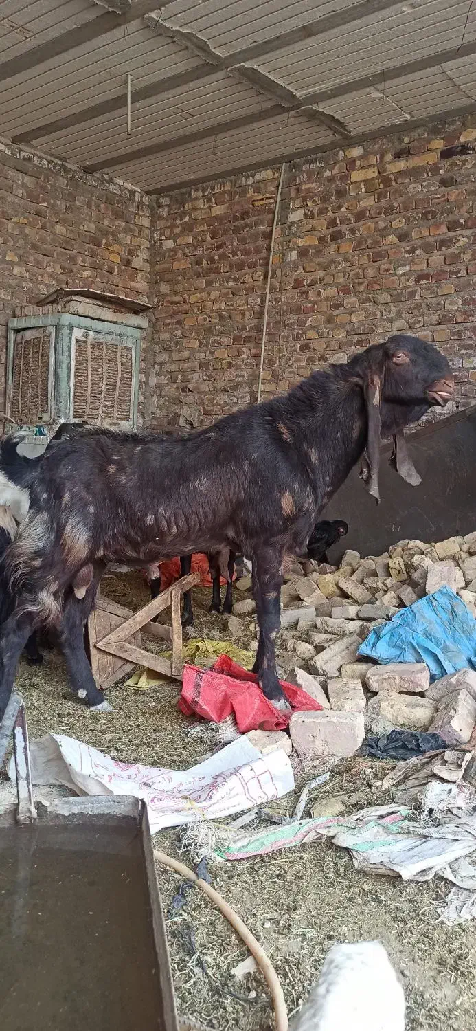 نر،بز،پلنگی|حیوانات مزرعه|زابل, |دیوار