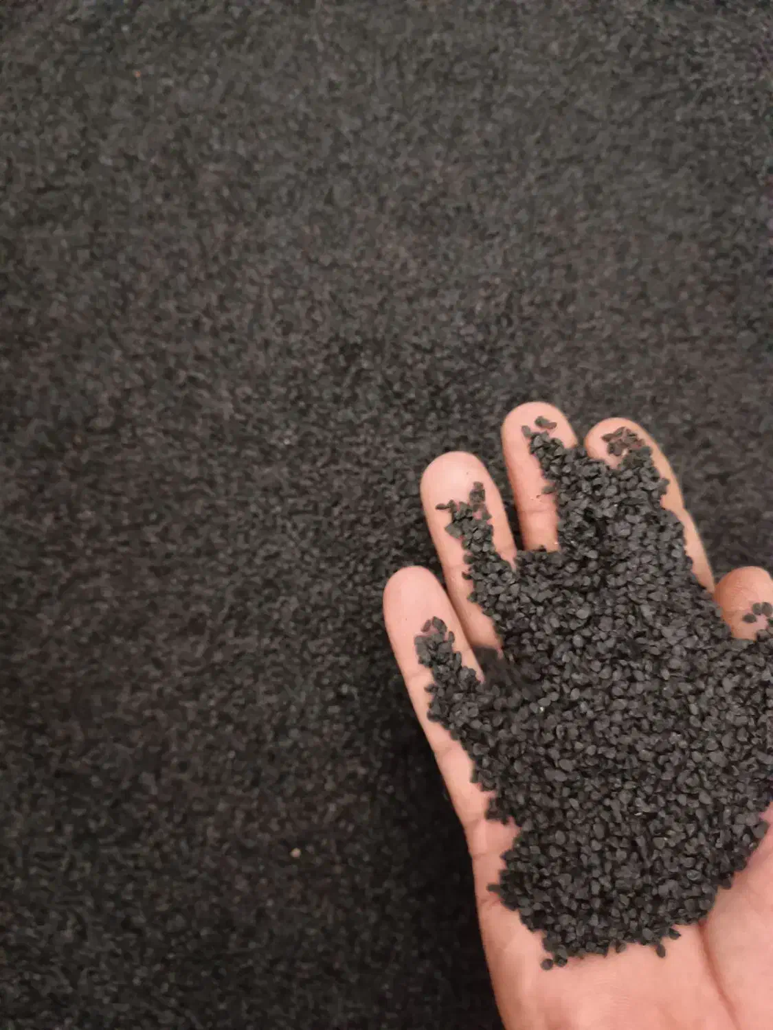 بذر پیاز مینروا آرژانتینی تضمینی|گل و گیاه طبیعی|جیرفت, |دیوار