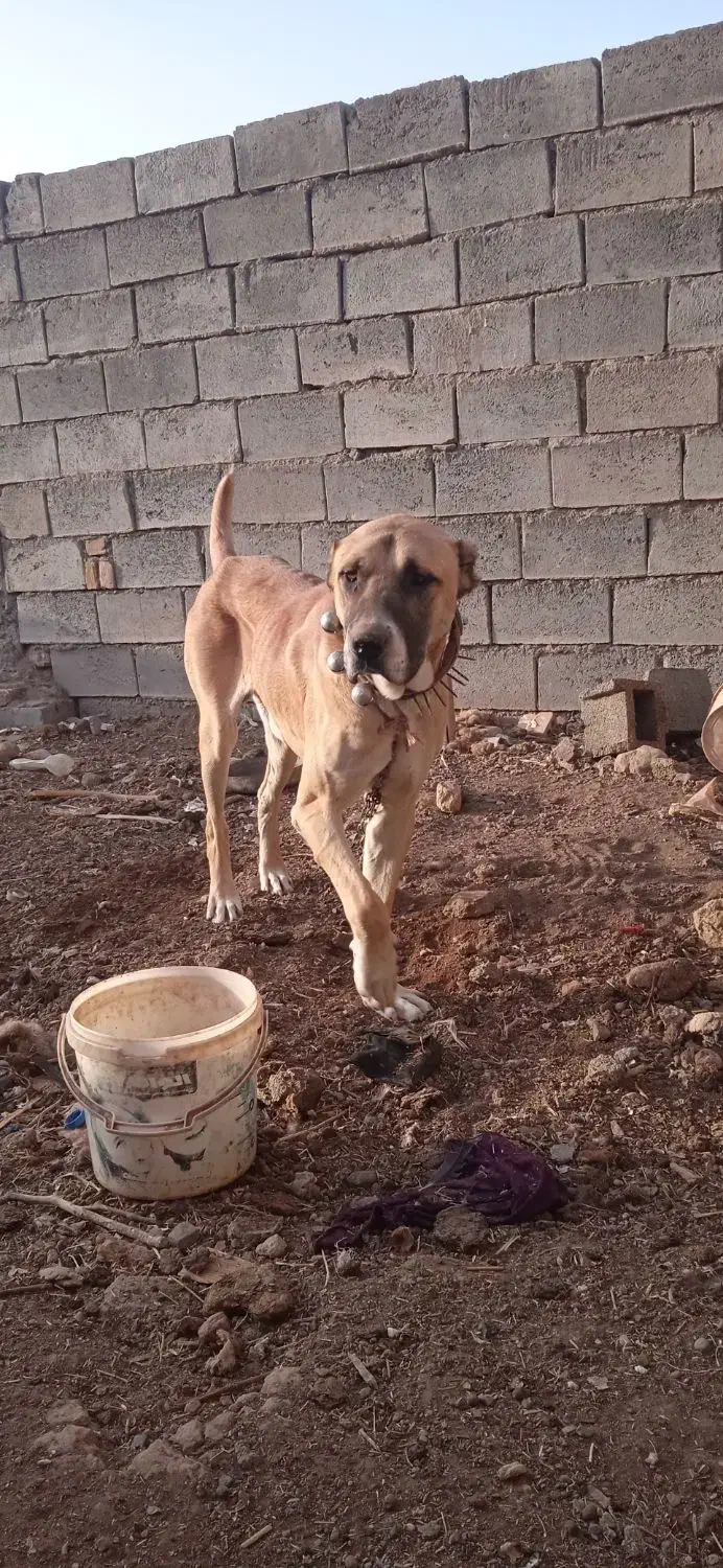 سگ میکس افغان سراب نر|سگ|تربتحیدریه, کوه سنگی|دیوار