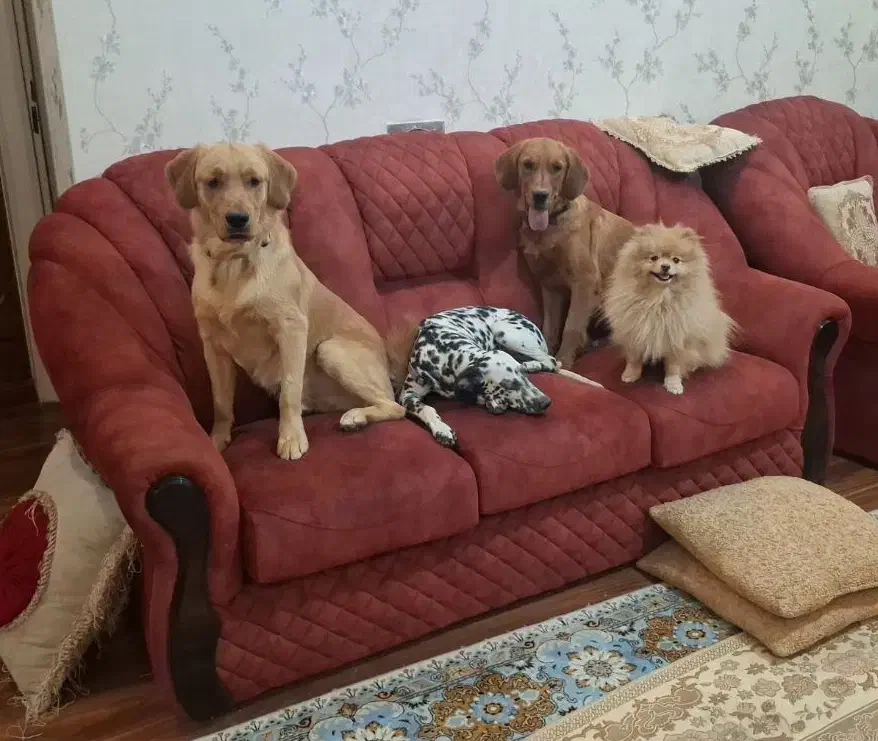 پانسیون وداگ‌پارک ویژه سگ‌هامراقبت بازی وآموزش|خدمات پیشه و مهارت|شیراز, شهرک قمشه|دیوار