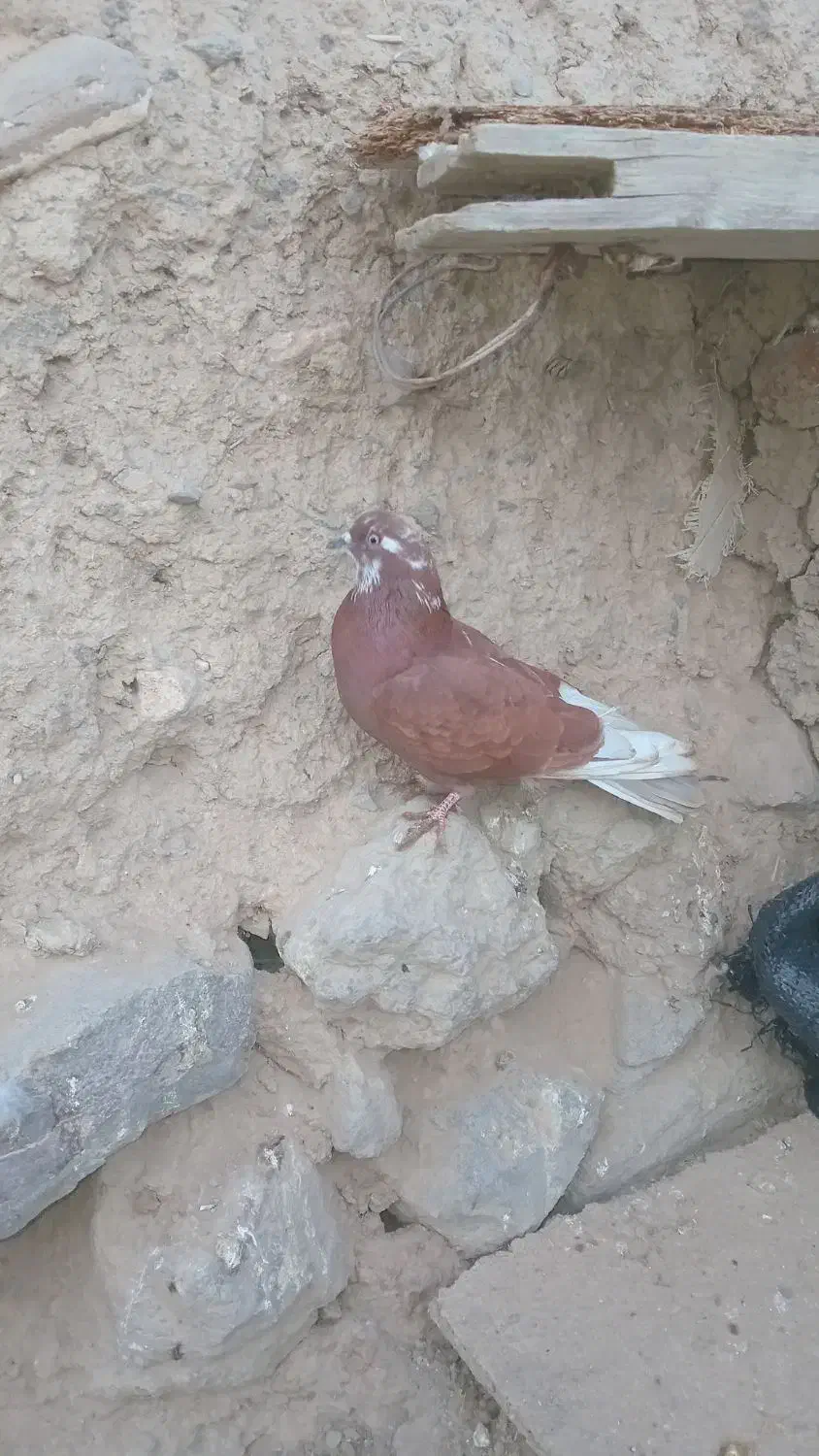 کبوترصید شده|پرنده|اردبیل, |دیوار