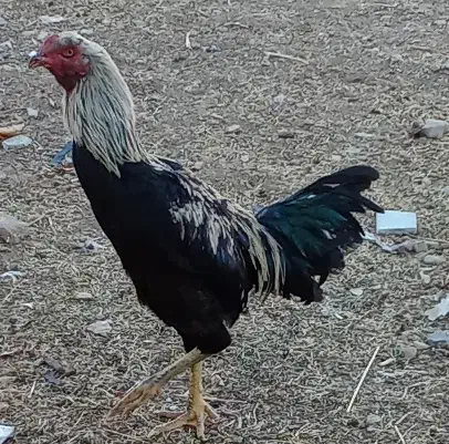 خروس لاری صابونی|حیوانات مزرعه|خرمدره, |دیوار