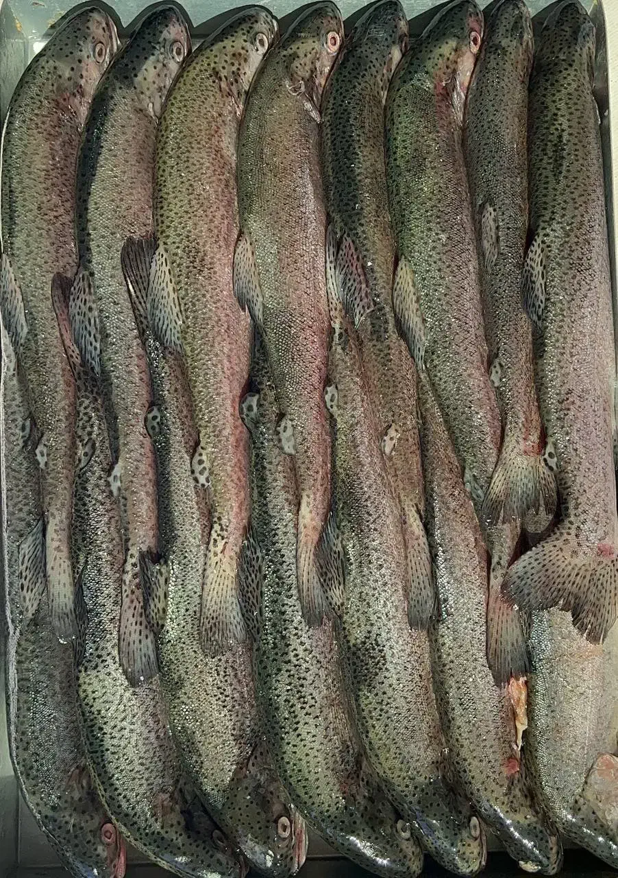 خانم و اقا جهت شست و شوی ماهی|استخدام سرایداری و نظافت|دورود, |دیوار