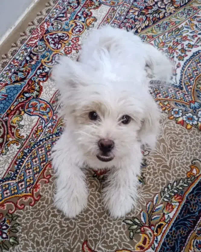 گمشده|حیوانات|میبد, |دیوار