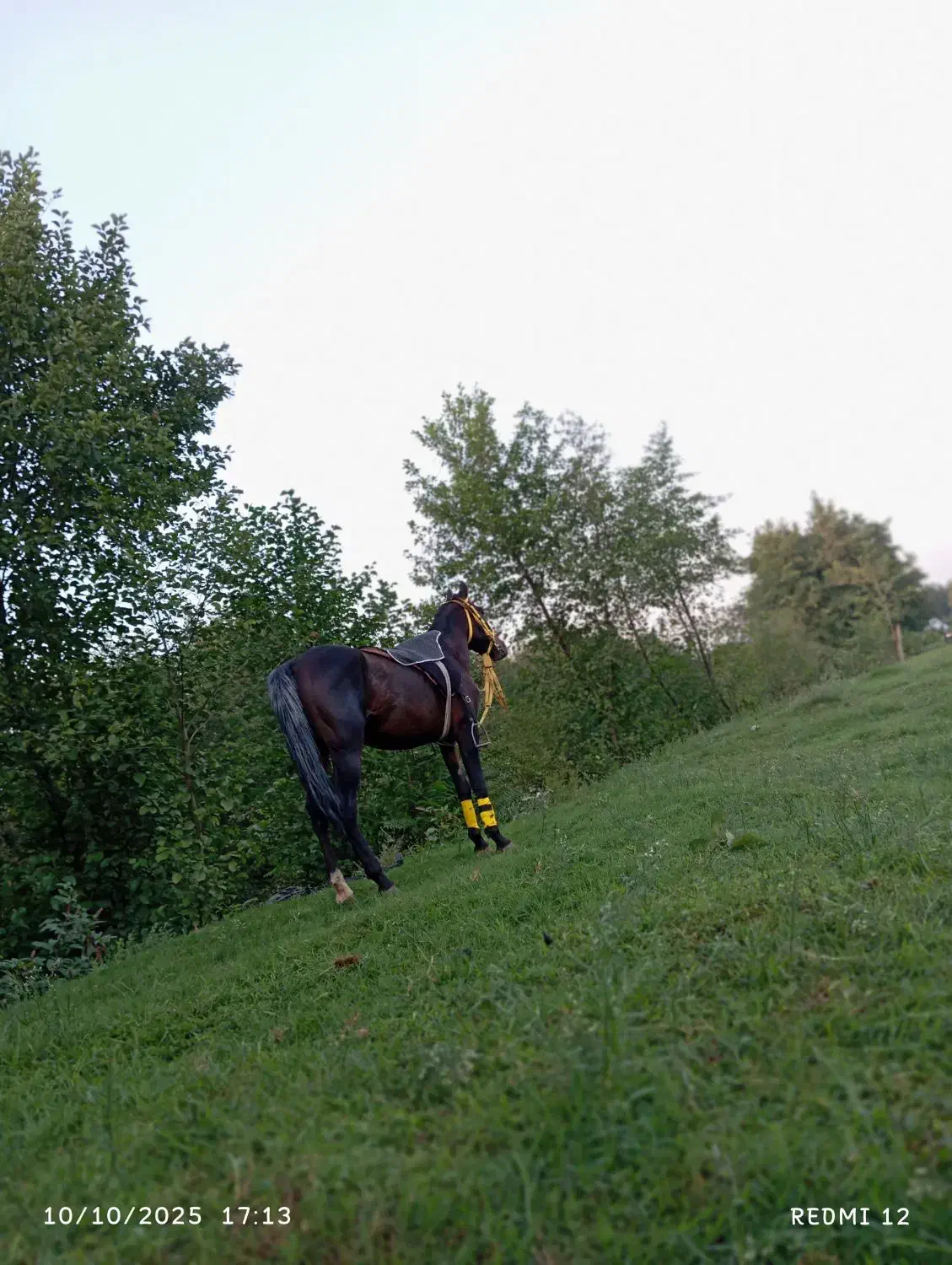 اسب کرد|اسب و تجهیزات اسبسواری|فومن, |دیوار