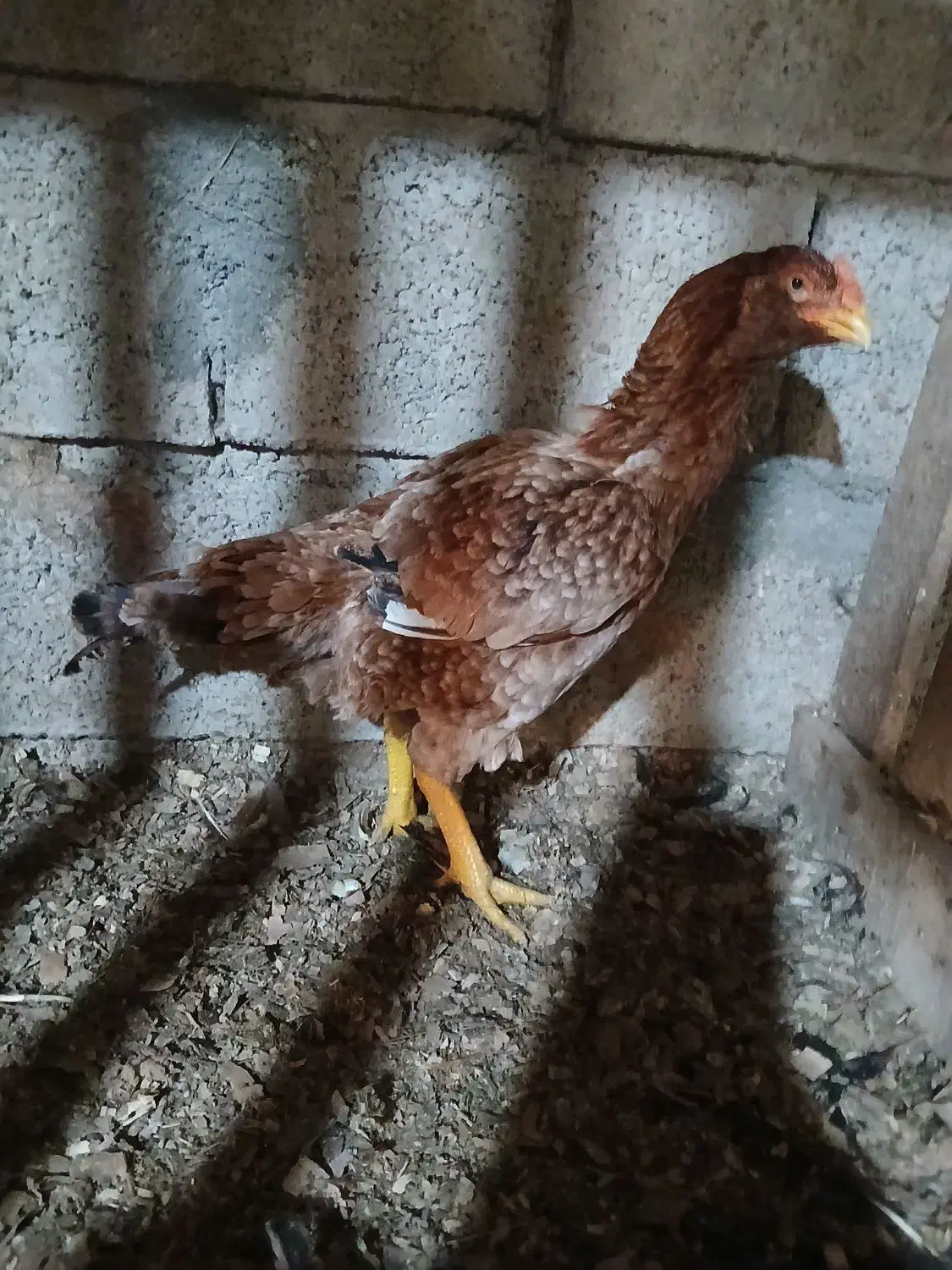 مرغ لاری معاوضه و فروش|حیوانات مزرعه|مرزیکلا, |دیوار